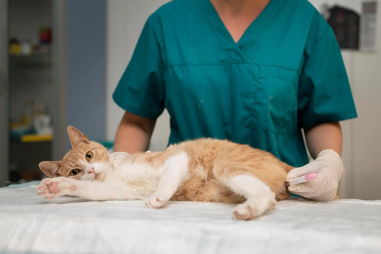 Veterinarski center Mlakar